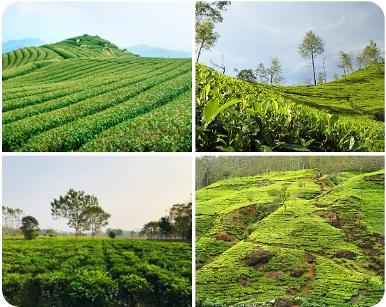 TEAORB - How to Enhance Tea Plantations Insights from J.C. Bose on Understanding Tea Plants.